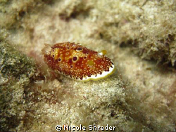 Red Spotted Sea Slug: About 1.5in. long, photo taken with... by Nicole Shrader 